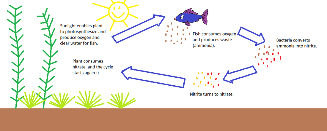 simple nitrogen cycle diagram